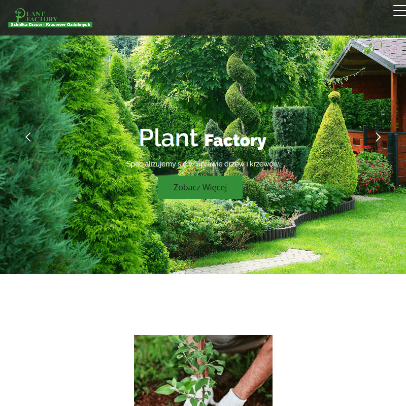 Sadzonki drzew liściastych - Grójec